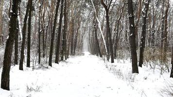 Camera moving along path among winter piny forest. View of walking along trail through snowy woodland. Snow-covered branches of pine trees at park. Beautiful nature landscape at background. Slow mo video