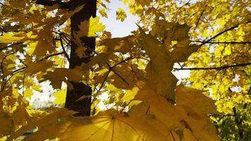 Golden maple leaves on tree branches gently swaying in wind with sunlight at background. Lush autumn yellow foliage swinging on the breeze at forest. Beautiful colorful fall season. Close up video