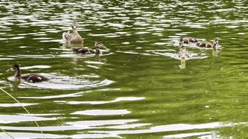 Mallard with ducklings floating in the lake at summer day. Mother duck with brood swimming at pond. Birds family in the nature habitat. Concept of animal wildlife. Close up Slow mo video