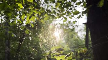 Spiderweb swaying in wind with sunlight at background. Spider builds a cobweb in forest. Beautiful scene on summer park at sunset. Concept of nature wildlife. video