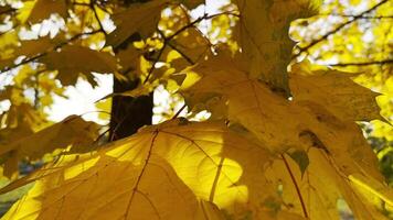 Golden maple leaves on tree branches gently swaying in wind with sunlight at background. Lush autumn yellow foliage swinging on the breeze at forest. Beautiful colorful fall season. Close up video