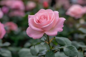 Blooming pink rose in a lush garden surrounded by green foliage showcasing natural beauty photo