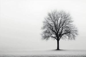 Barren tree silhouetted against a cloudy sky during a tranquil winter afternoon photo