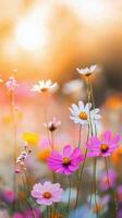 Beautiful wildflowers blooming in a sunny meadow during springtime photo