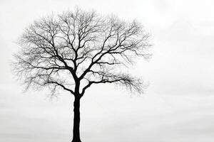 Barren tree silhouetted against a cloudy sky during a tranquil winter afternoon photo