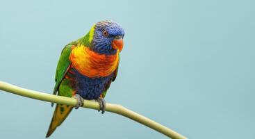 Vibrant rainbow lorikeet perched on branch against soft blue background photo
