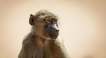 Thoughtful baboon in natural habitat displaying intense focus and serenity photo