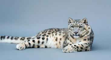 Majestic snow leopard in pristine studio setting for wildlife conservation theme photo