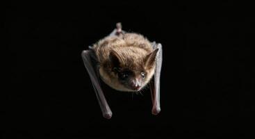 Nocturnal bat in flight against black background, wildlife study, nature photography photo