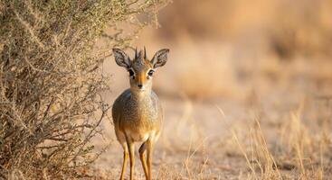 Young dik-dik antelope in african savanna wilderness setting photo