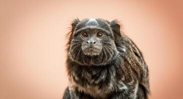 Close-up portrait of a curious marmoset monkey against a soft coral background photo