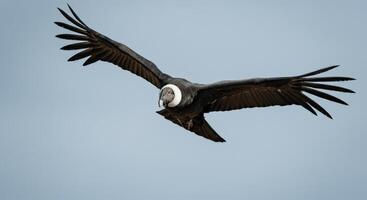 Majestic andean condor soaring in clear skies displaying impressive wingspan photo