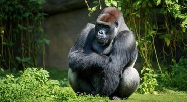 Powerful gorilla resting in lush green jungle setting photo