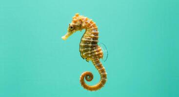 Vibrant seahorse on turquoise background for marine life design and decoration photo