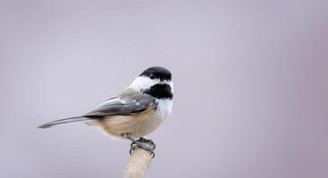 Chickadee perched on branch against soft gray background in winter scene photo