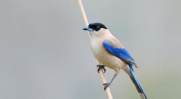 Azure-winged magpie perched on bamboo branch in tranquil natural habitat photo