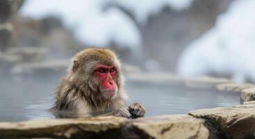 Japanese macaque relaxing in hot spring during winter in snow-covered mountains photo