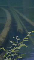 Experience the Serene Reflection of Nature with Underwater Elements in bold and vibrant detail video