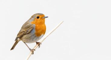 European robin perched on branch with minimalist background photo