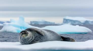 Antarctic seal relaxing on iceberg in pristine arctic landscape photo