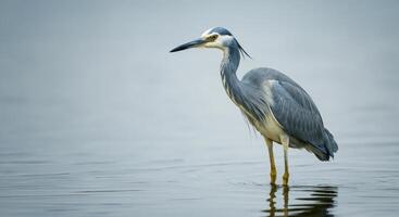 Elegant heron in calm water scene for wildlife observation design photo