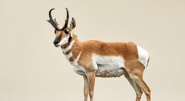 Graceful pronghorn antelope in neutral background for wildlife observation and education photo
