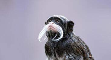 Emperor tamarin monkey with distinctive moustache against a soft background photo