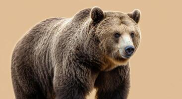 Majestic brown bear portrait on neutral background for wildlife conservation efforts photo