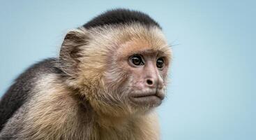 Thoughtful capuchin monkey portrait against soft blue background for nature and wildlife concepts photo