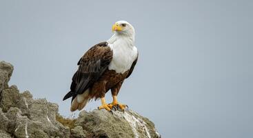Majestic bald eagle posing on rocky cliff with overcast sky background photo