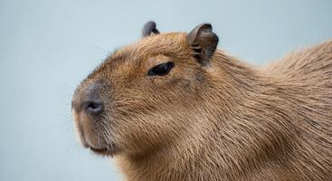 Curious capybara portrait against soft blue background for animal lovers and wildlife enthusiasts photo