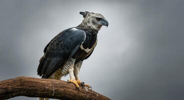 Majestic harpy eagle resting on branch in cloudy skies for wildlife conservation and nature awareness photo