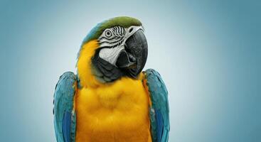 Vibrant blue and yellow macaw with intricate feather patterns on a soft blue background photo