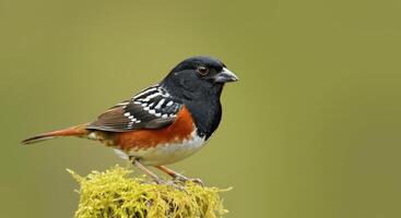 Spotted towhee perched on moss, displaying vibrant colors and natural habitat photo