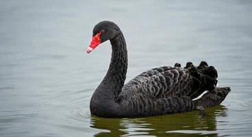 Graceful black swan gliding on tranquil lake water in a peaceful nature setting photo