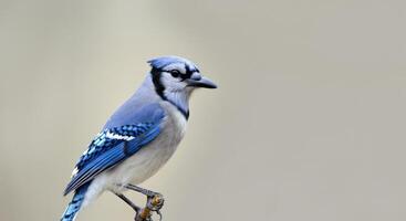 Blue jay perched on branch against neutral background for nature and wildlife design photo