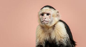 Capuchin monkey portrait on peach background highlighting expressive features and fur texture photo