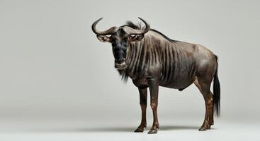 Majestic wildebeest standing against neutral background for wildlife concepts photo