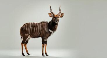 Majestic nyala in studio setting highlighting unique striped patterns and spiraled horns photo