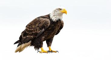 Majestic bald eagle perched against a clear sky for wildlife observation and conservation photo