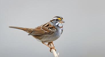 White-throated sparrow perched on branch in tranquil natural setting photo