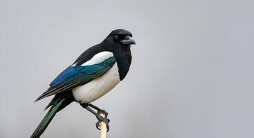 Elegant magpie perched against a soft gray background capturing the bird's unique plumage and poised stance photo