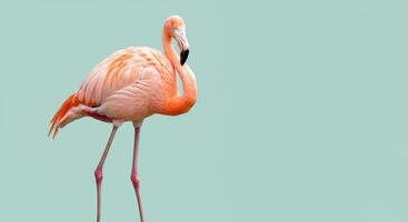 Elegant flamingo displaying vibrant plumage against soft mint background for nature art photo