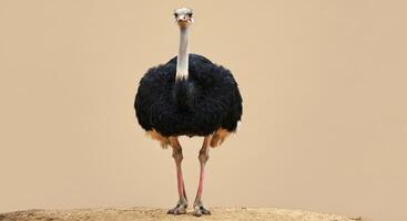 Majestic ostrich standing on sand with minimalist background for nature and wildlife designs photo