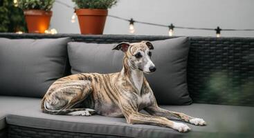 Relaxed greyhound on outdoor sofa with cozy string lights in serene garden setting photo