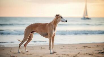Graceful greyhound on tranquil beach at sunset with sailing boat in background photo