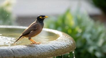Common myna bird perched on fountain rim in serene garden setting photo