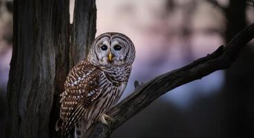 Majestic barred owl perched on tree branch at twilight in tranquil forest setting photo