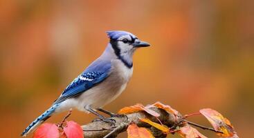 Blue jay perched on autumn branch against vibrant fall foliage photo