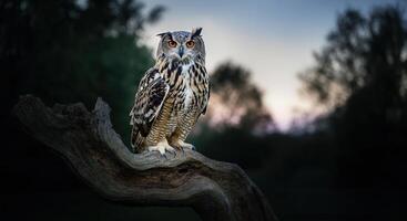 Majestic eurasian owl perched on tree branch at twilight in enchanting forest setting photo